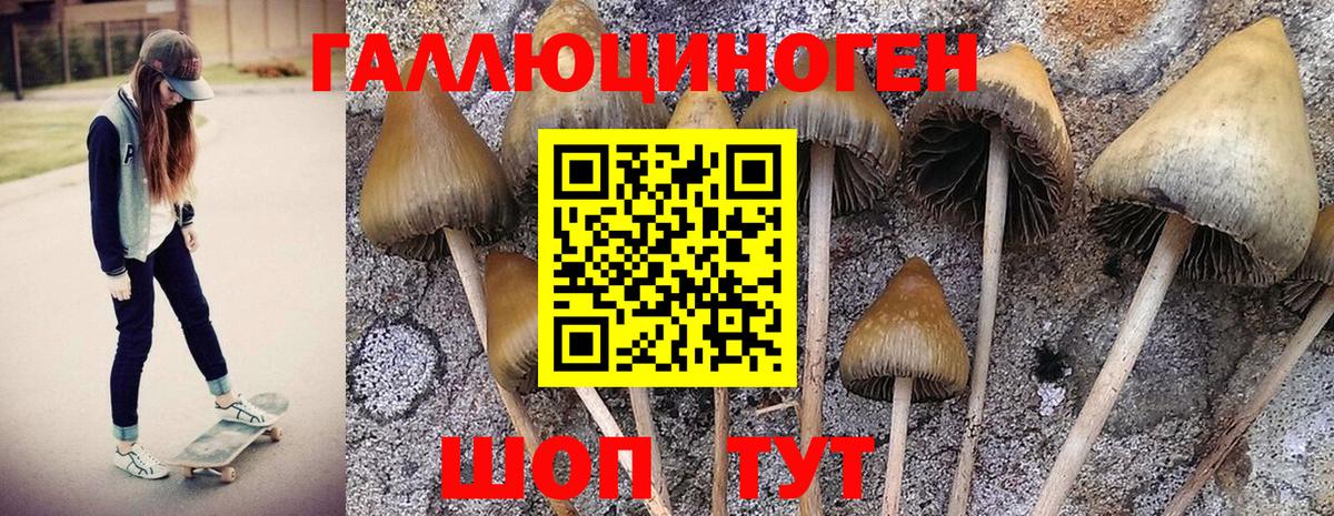Псилоцибиновые грибы Psilocybe Котельники